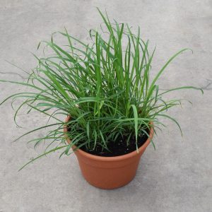 Herb Pot Lemon Grass 10"
