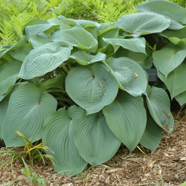Hosta Big Daddy #1