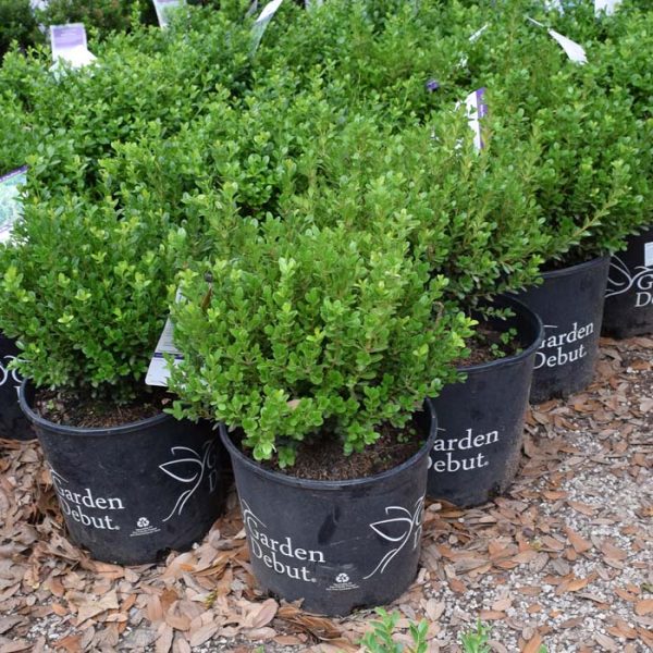 Boxwood Baby Gem #3