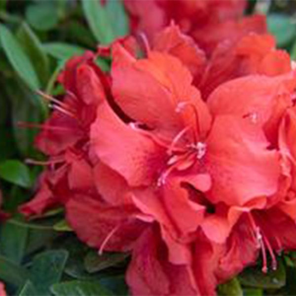 Azalea Bloom-A-Thon Ruby Starburst #3