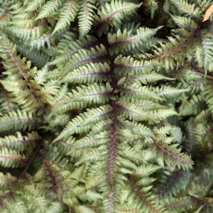Fern Japanese Painted #1