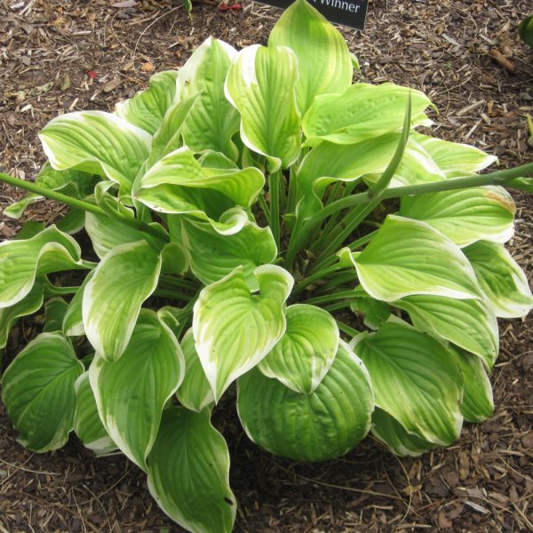 Hosta Fragrant Bouquet #1