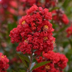 Crape Myrtle Enduring Red #7