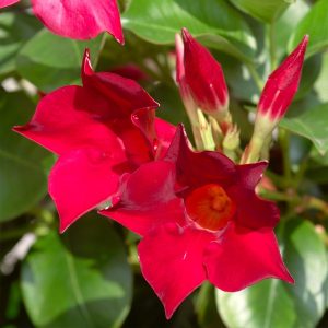 Mandevilla #1 Trellis