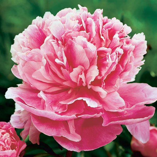 Peony Dr Alexander Fleming #2