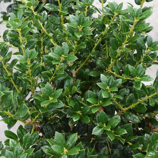 Dwarf Burford Holly #3