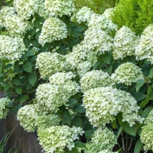 Hydrangea Little Lime #5