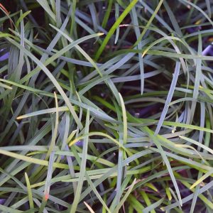 Mondo Grass #1