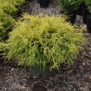 Cypress False Golden Charm #5