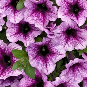 Petunia Bordeaux #1 SUPERTUNIA