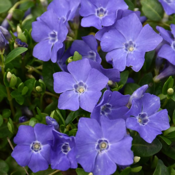 Vinca Minor 3.25"