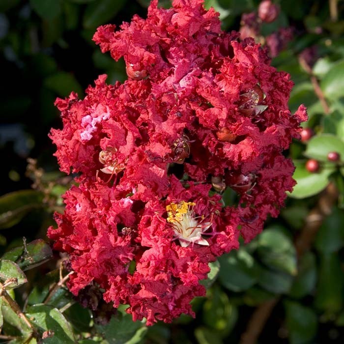 Crape Myrtle Siren Red #15