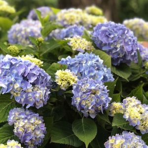 Hydrangea Nantucket Blue #5