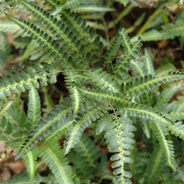 Fern Holly #1