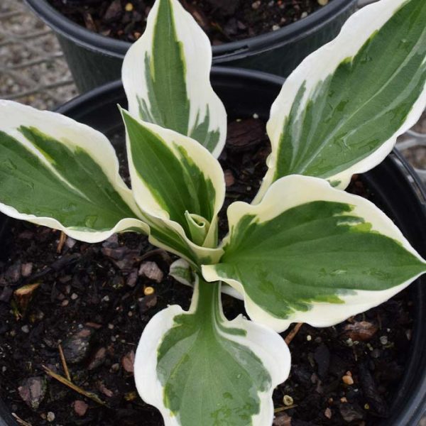 Hosta Minuteman #1