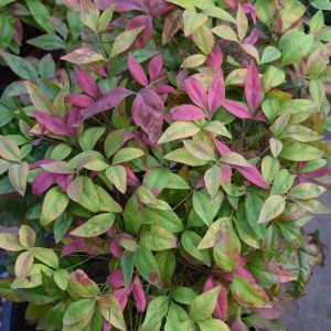 Nandina Blush Pink #3