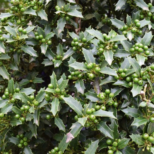 Holly Christmas Jewel #7