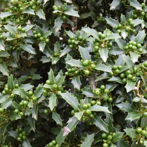 Holly Christmas Jewel #7