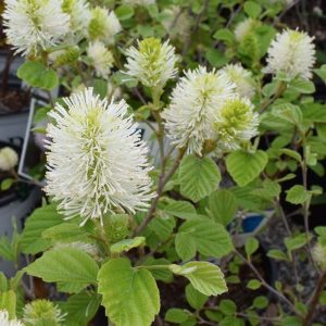 Fothergilla Blue Shadow #3