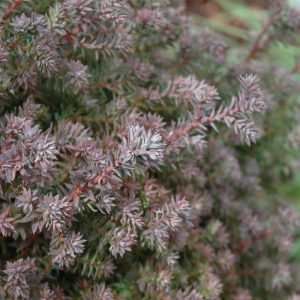 Atlantic Whitecedar Red Star #3