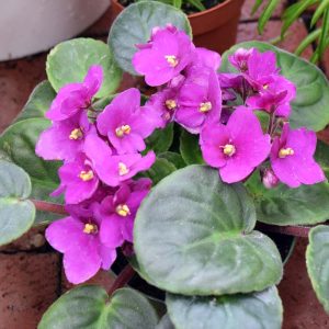 African Violet (Small)