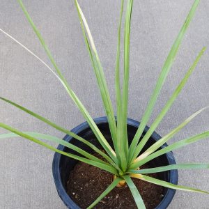 Blue Nolina #5