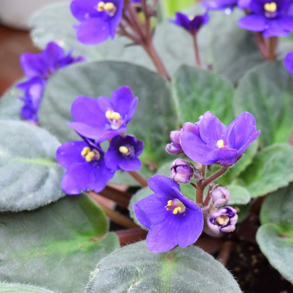 African Violet (Mini)