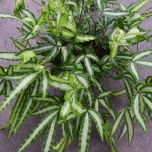 Fern Pteris (Small)