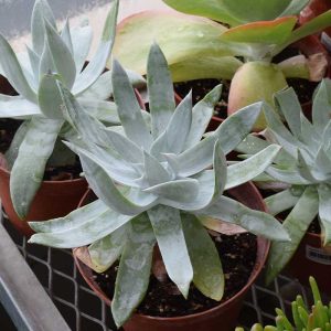 Agave Assorted (Medium)