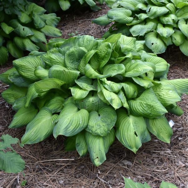 Hosta Guacamole #1
