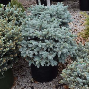 Blue Spruce Globe #6