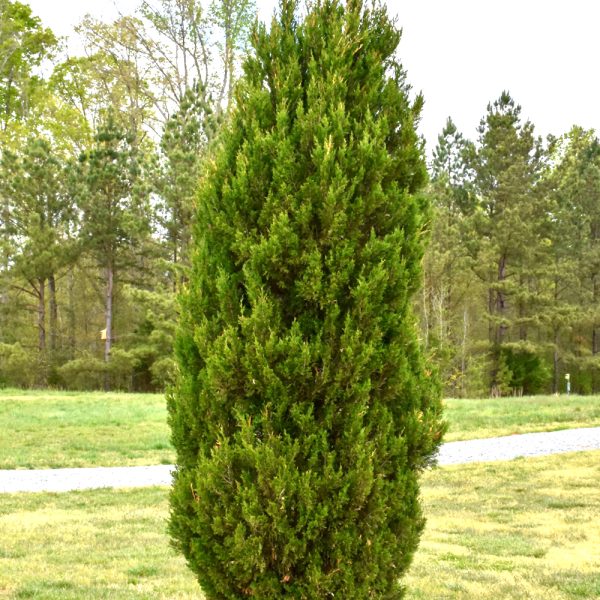Juniper Spartan #15