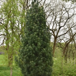 White Pine Stowe Pillar #6