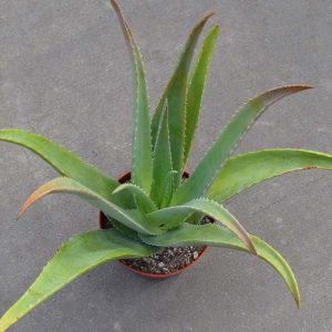 Aloe Vera (Medium)
