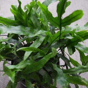 Fern Kangaroo (Small)