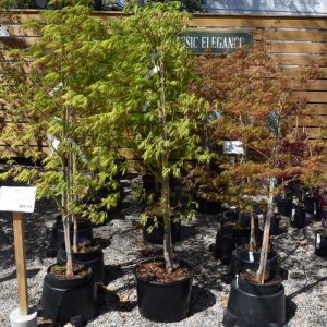 Japanese Maple Arctic Jade #6
