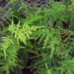 Fern Asparagus Plumosa (Small)