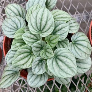 Peperomia Frost (Medium)