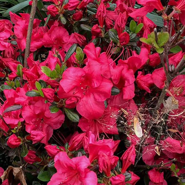 Azalea Johanna #3