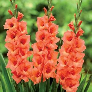 Bulb Glad Jessica 10Pk