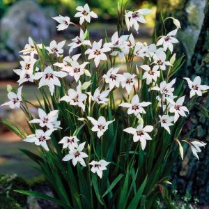 Bulb Acidanthera 25pk