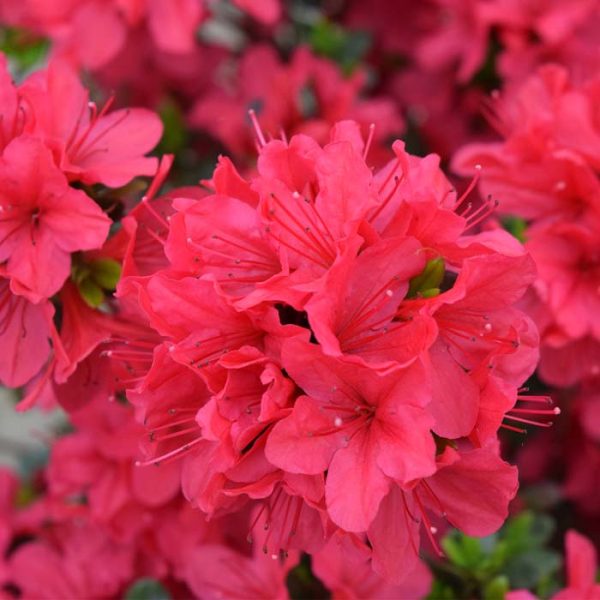 Azalea Hino Crimson #3