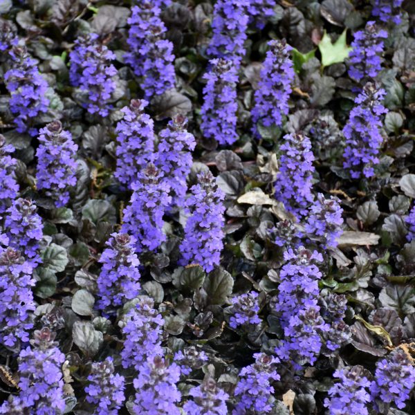 Ajuga Black Scallop 3.25"