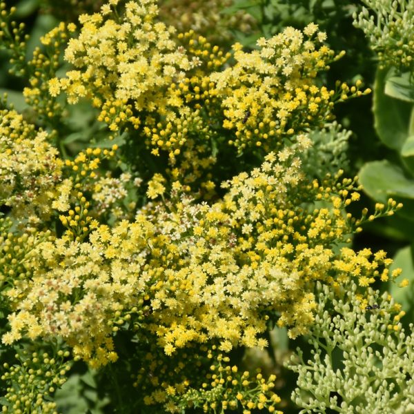 Little Lemon Goldenrod #1