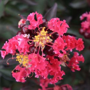 Crape Myrtle Double Dynamite #3