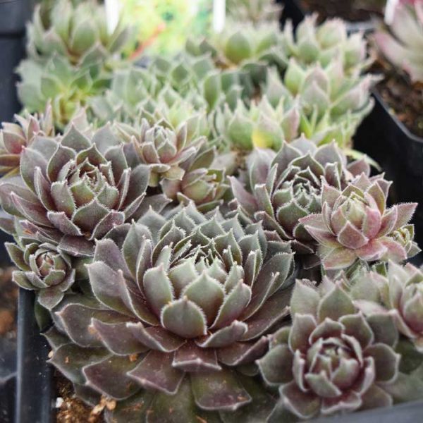 Hen & Chicks Commander Hay 4.5"