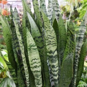Sansevieria Zeylanica (Large)