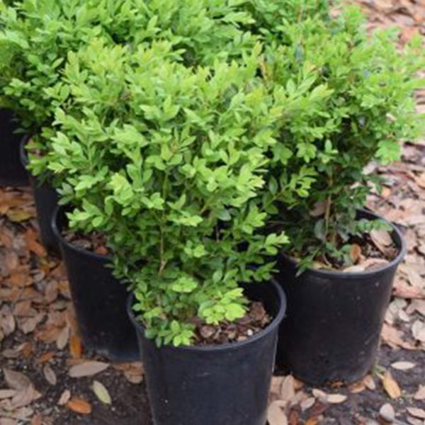 Boxwood Sugarbush #3