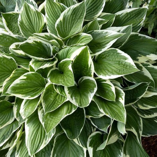 Hosta Francee #3