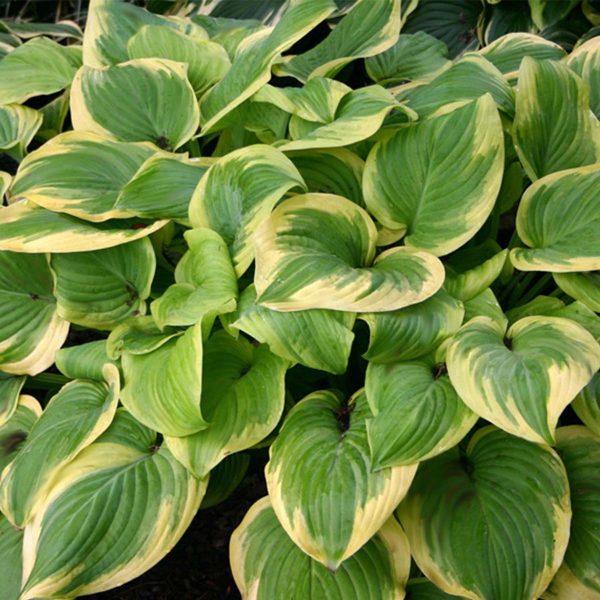 Hosta Fragrant Bouquet #3